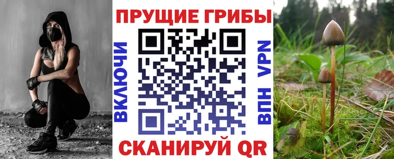 Галлюциногенные грибы мицелий кракен зеркало Александров