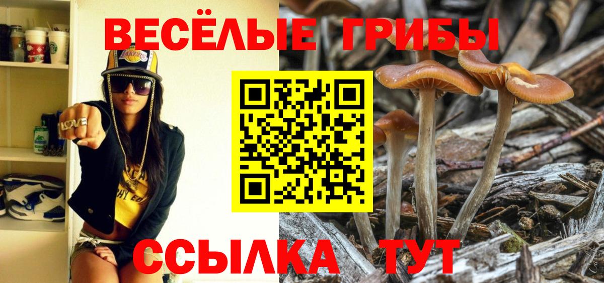 Александров  Псилоцибиновые грибы Psilocybe  Вход с VPN 